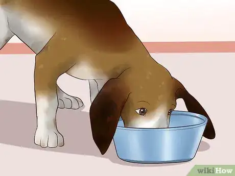 Imagen titulada Ease Your Dog's Stomach Problems Step 17