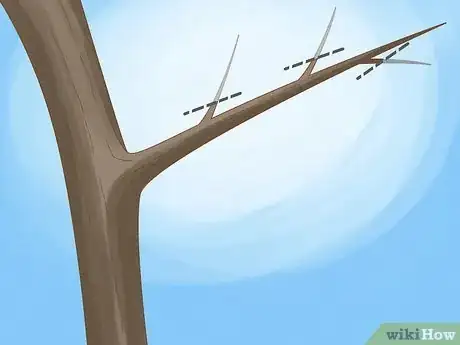 Imagen titulada Prune Guava Trees Step 5