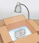mantener calientes a unos gatitos huérfanos