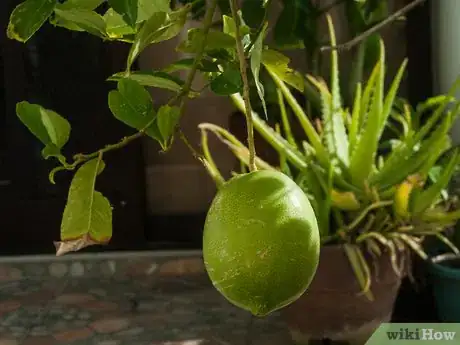 Imagen titulada Ripen Lemons Step 3