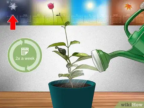 Imagen titulada Grow Jasmine from Cuttings Step 20