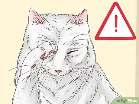 Imagen titulada Diagnose and Treat Blepharitis in Cats Step 2