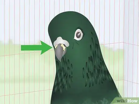 Imagen titulada Spot Signs of Disease in Doves Step 6
