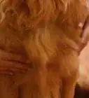 dar masajes a un perro
