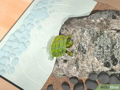 Imagen titulada Look After a Turtle Step 16