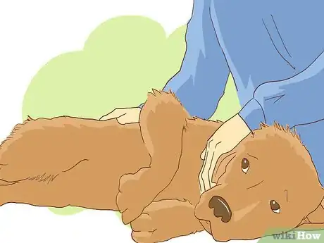 Imagen titulada Wrap a Dog’s Shoulder Step 2