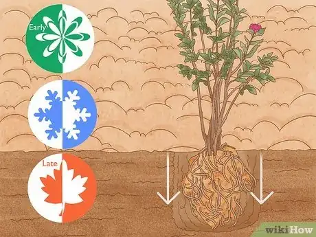 Imagen titulada Grow Crepe Myrtle Step 1