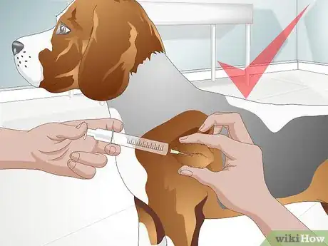 Imagen titulada Treat a Yeast Skin Infection in a Dog Step 12