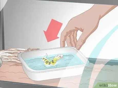 Imagen titulada Bathe a Leopard Gecko Step 11