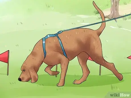 Imagen titulada Teach a Dog to Track Step 13