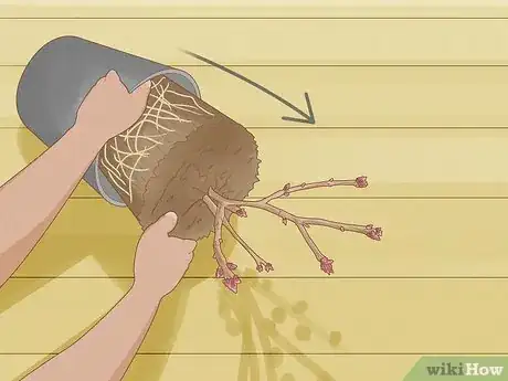 Imagen titulada Create Tree Flower Beds Step 8
