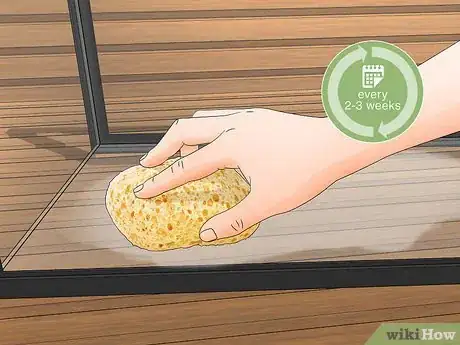 Imagen titulada Look After a Turtle Step 12
