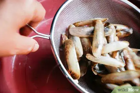 Imagen titulada Clean a Razor Clam Step 2