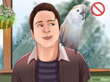 Imagen titulada Live With a Moluccan Cockatoo Step 17