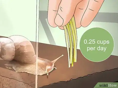 Imagen titulada Feed a Snail Step 3
