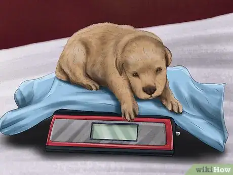 Imagen titulada Check the Weight of Newborn Puppies Step 5
