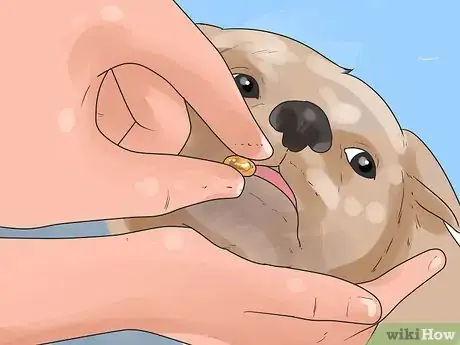 Imagen titulada Save a Choking Dog Step 3