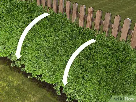Imagen titulada Trim Evergreen Bushes Step 9