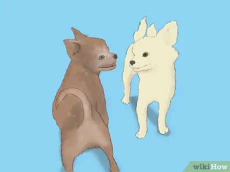 Imagen titulada Care for a Pregnant Chihuahua Step 10
