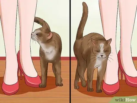 Imagen titulada Pet a High Strung Cat Step 11