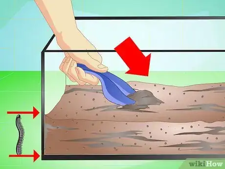 Imagen titulada Make a Millipede Habitat Step 2