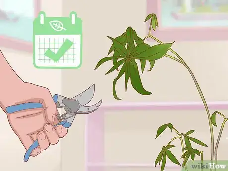 Imagen titulada Prune a Money Tree Step 3