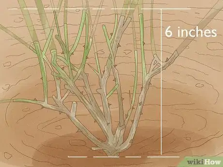 Imagen titulada Prune Drift Roses Step 5