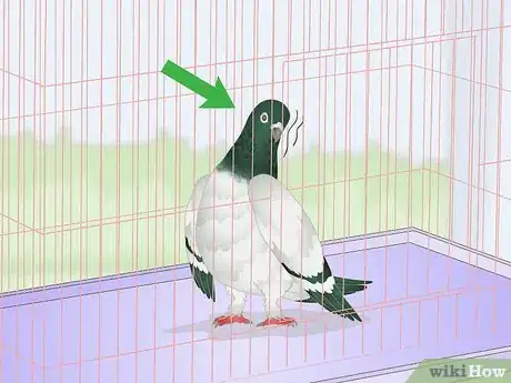 Imagen titulada Spot Signs of Disease in Doves Step 3