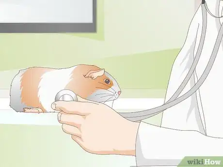 Imagen titulada Treat Respiratory Problems in Guinea Pigs Step 4