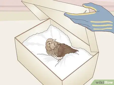 Imagen titulada Help a Bird with a Broken Wing Step 5