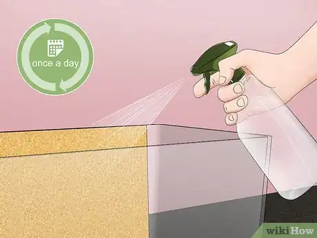 Imagen titulada Take Care of a Huntsman Spider Step 5
