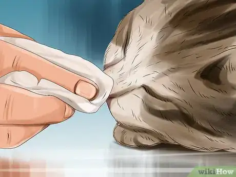 Imagen titulada Encourage Your Cat to Eat Step 4