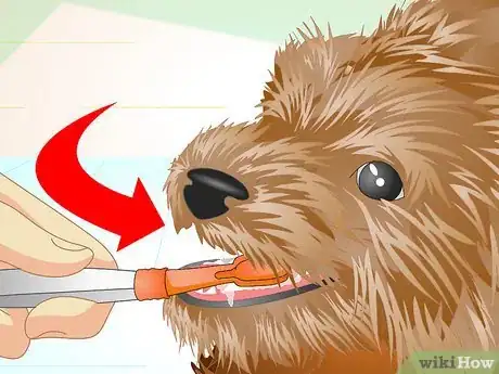 Imagen titulada Keep Your Yorkie's Teeth Clean Step 10