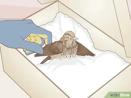 Imagen titulada Help a Bird with a Broken Wing Step 9