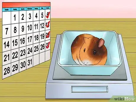 Imagen titulada Know if a Pet Guinea Pig Is Ill Step 5
