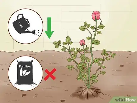 Imagen titulada Protect Roses in the Winter Step 1