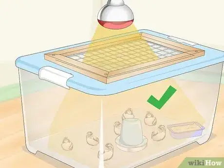 Imagen titulada Hatch Quail Chicks Step 16
