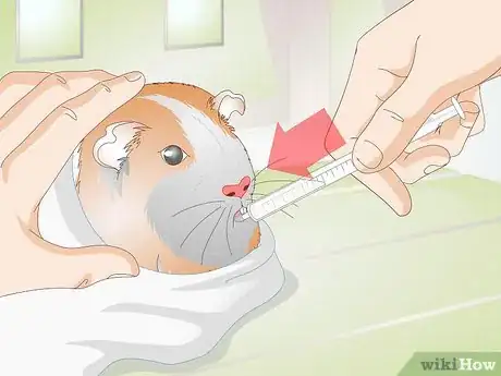 Imagen titulada Treat Respiratory Problems in Guinea Pigs Step 5