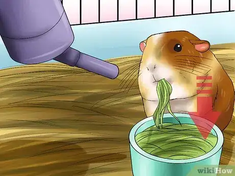 Imagen titulada Know if a Pet Guinea Pig Is Ill Step 1