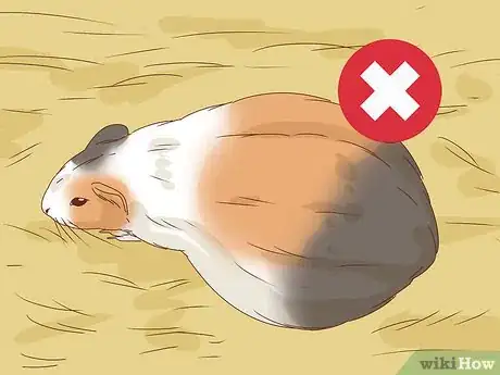 Imagen titulada Help Your Guinea Pig Live a Long Life Step 6