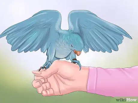 Imagen titulada Train a Bird to Step on Your Finger Step 9
