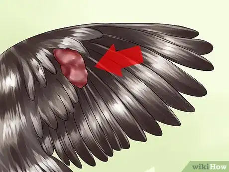 Imagen titulada Care for an Injured Wild Bird That Cannot Fly Step 2