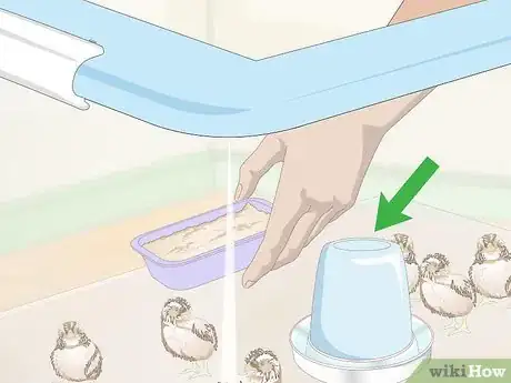 Imagen titulada Hatch Quail Chicks Step 15