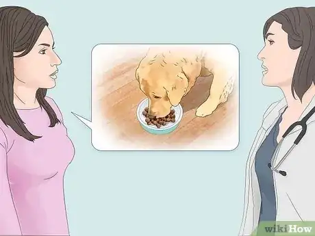 Imagen titulada Treat Obesity in Labrador Retrievers Step 1