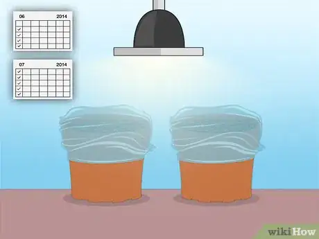 Imagen titulada Propagate Azaleas Step 39