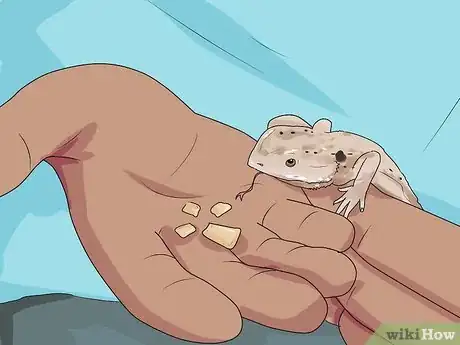 Imagen titulada Catch a Pet Lizard or Skink Step 10