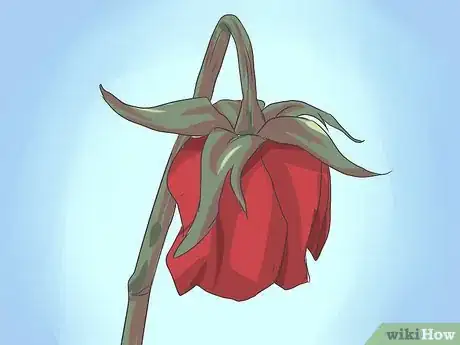 Imagen titulada Save a Dying Rose Bush Step 2