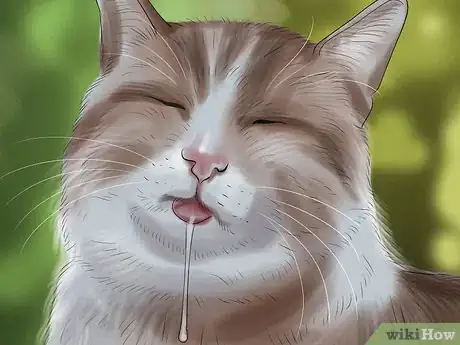 Imagen titulada Stop Your Cat from Drooling Step 9
