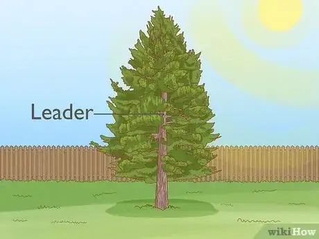 Imagen titulada Prune White Pine Trees Step 10