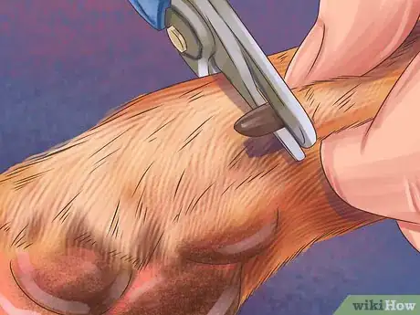 Imagen titulada Care for a Jack Russell Step 4